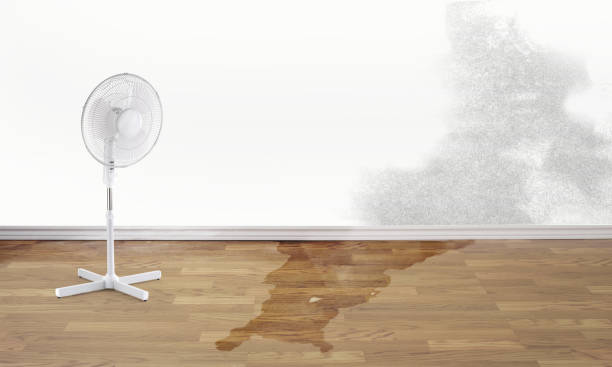Best Fire Damage Restoration  in Bushnell, FL